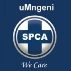 SPCA needs Dog Jerseys, Recovery Cones & Kitten/Puppy Food