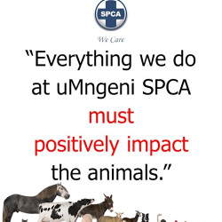 Good News Delivered and a Positive Outlook Ahead for uMngeni SPCA