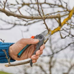 WINTER PRUNING: WHAT TO CUT BACK NOW (AND WHAT TO LEAVE UNTIL SPRING)