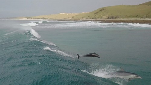 Wild Coast Warriors 4