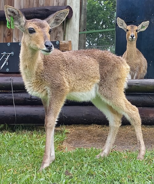 lambs at free me wildlife