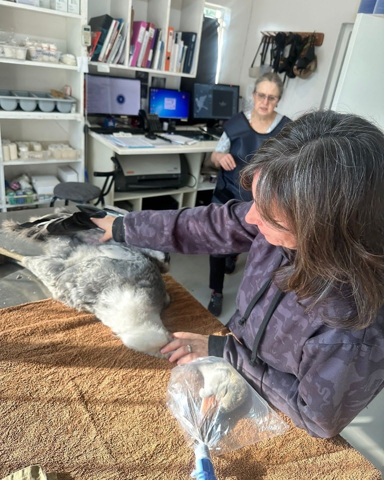 lara fuller endangered wildlife trust