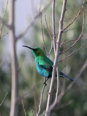 malachite sunbird