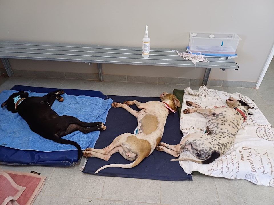 midmar vet clinic