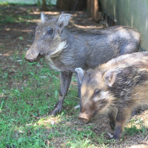 piggy pair at freeme wildlife
