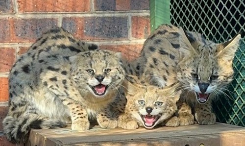 serval kittens fre me wildlife