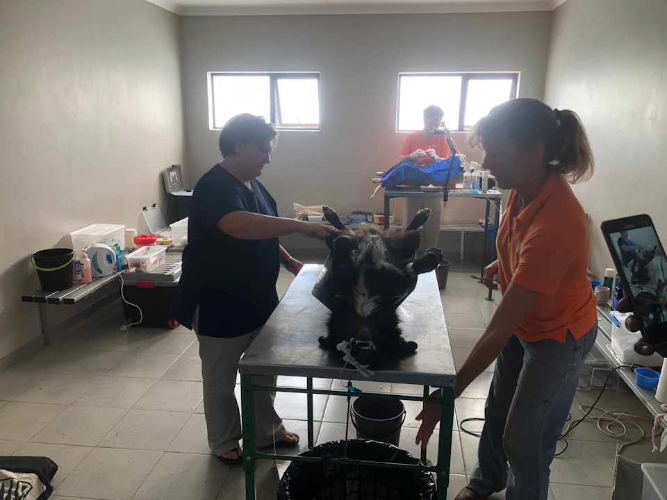 steri clinic mpophomeni