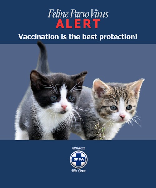 Contact details SPCA 3 copy copy