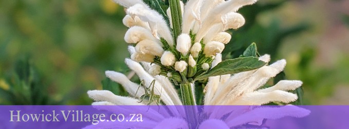 HowickVillage.co.za