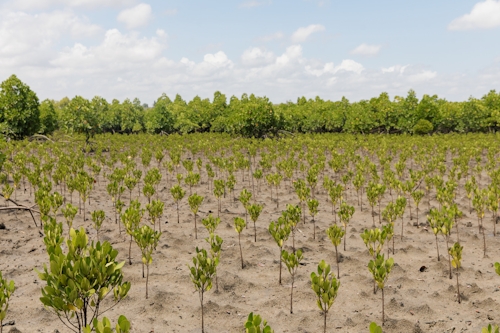 Kenyas Mangrove Revival Takes Shape