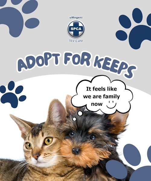adoption guide spca 1