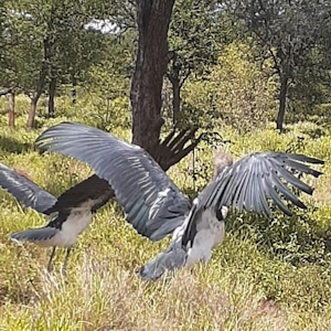 marabou storks