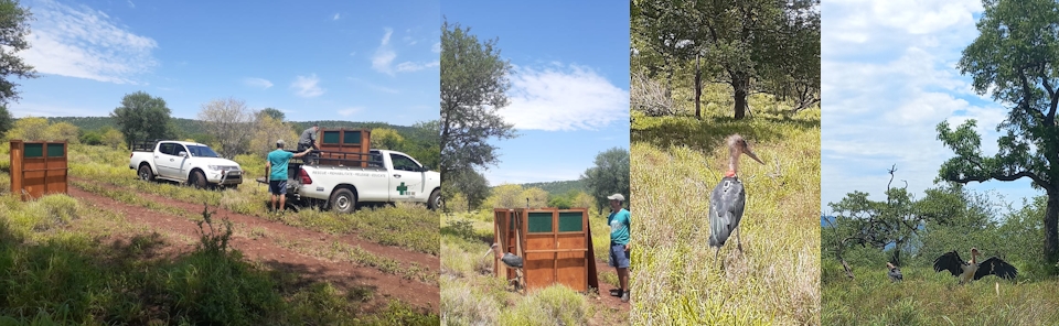 marabou storks footer