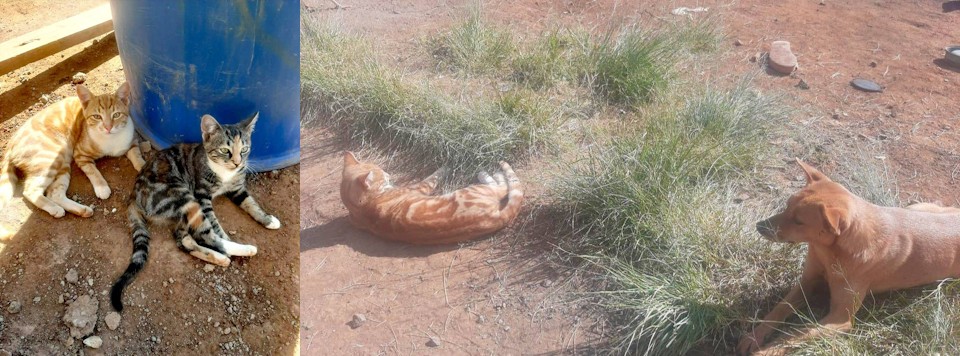 mpophomeni cats and dogs