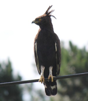 raptor howick course 