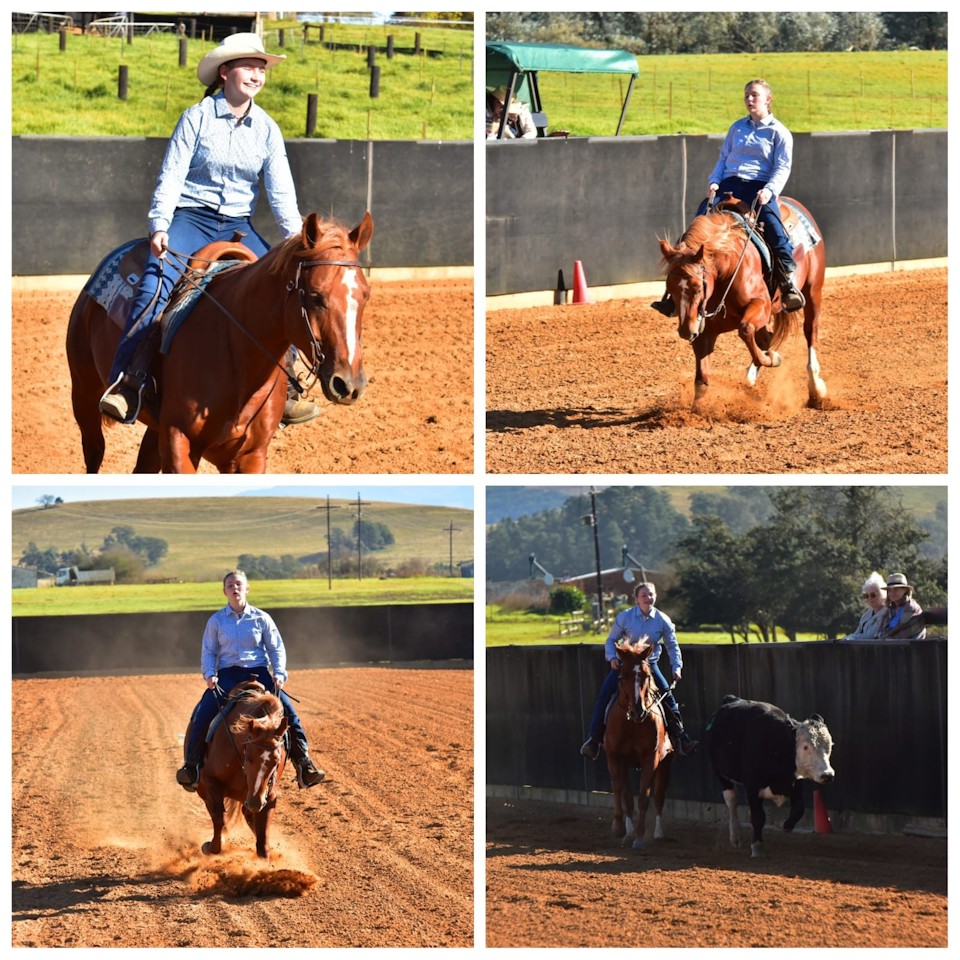 treverton horse b