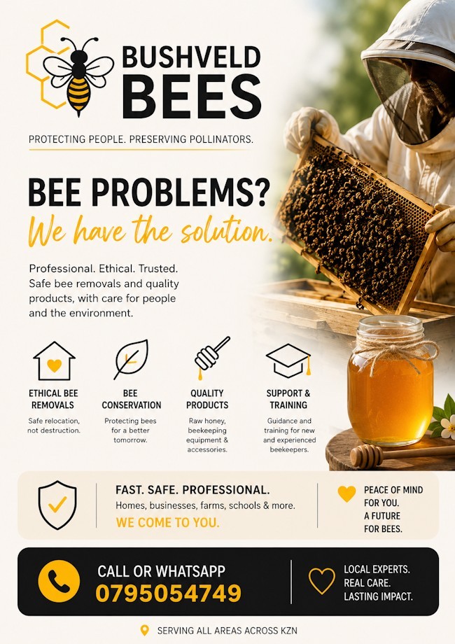 BVB Newsletter advert