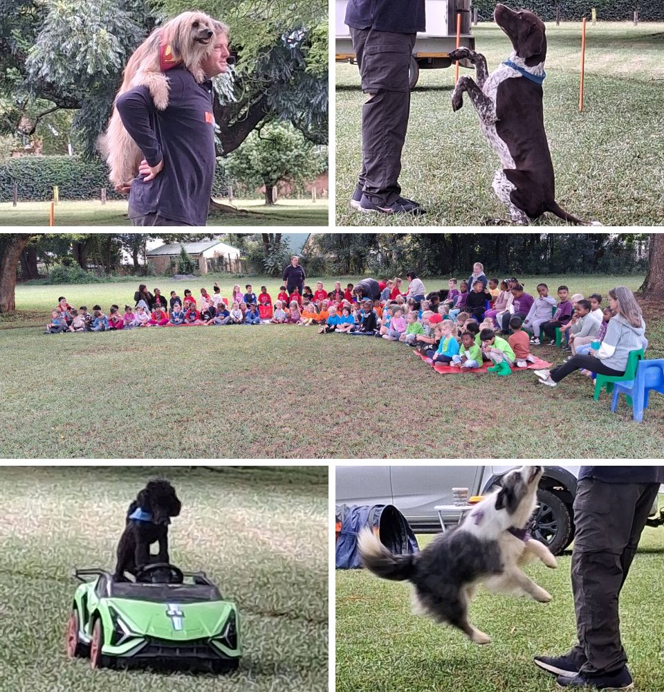 howick pre primary dogzcool 2026