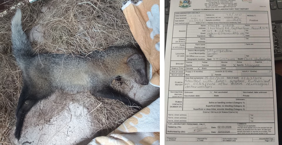 mongoose with positive rabiesa