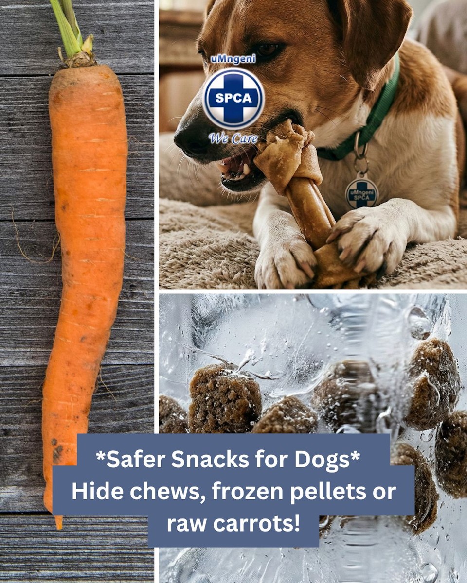 safer dog snacks