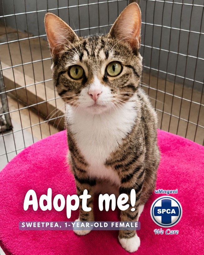 sweetpea spca