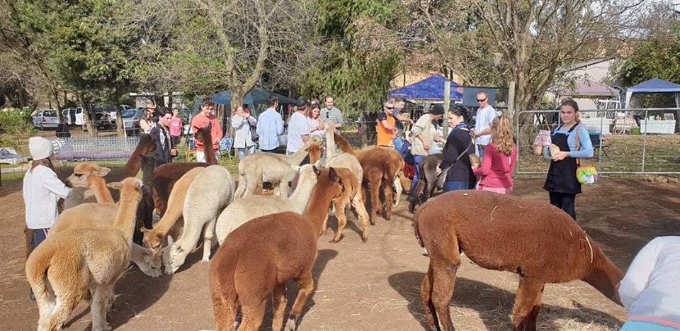 alpaca open day