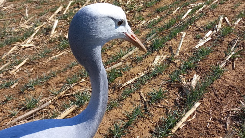 blue crane