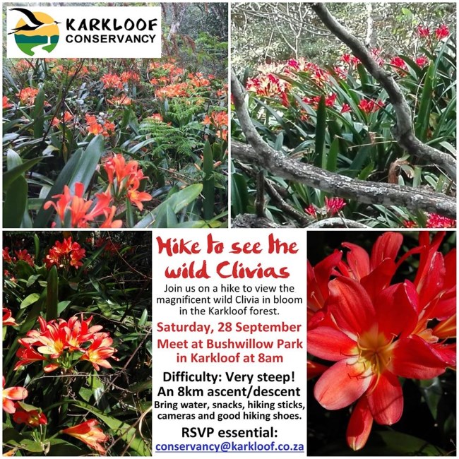 clivia hike