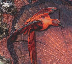 southern african wood 250x220