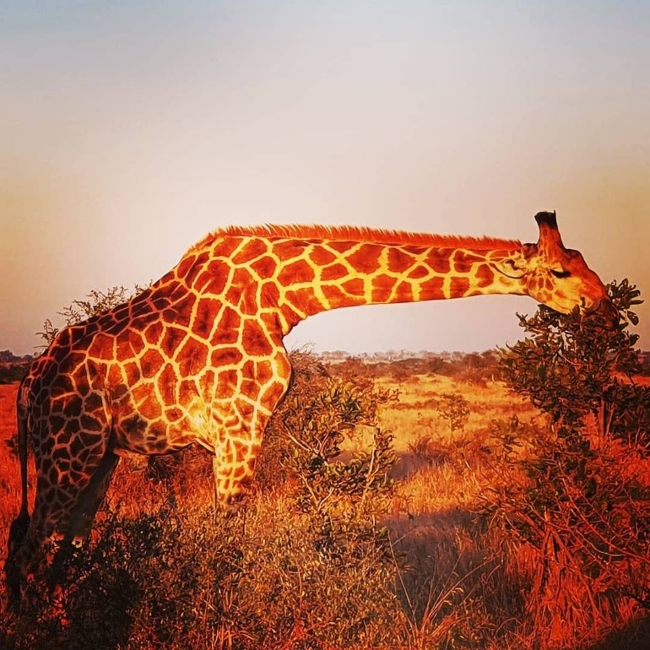 Zingea trail run