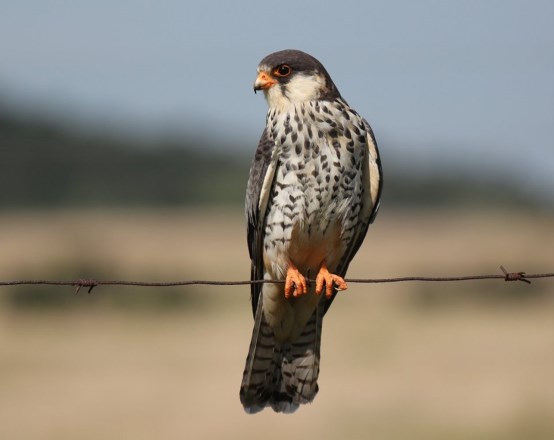 falcons
