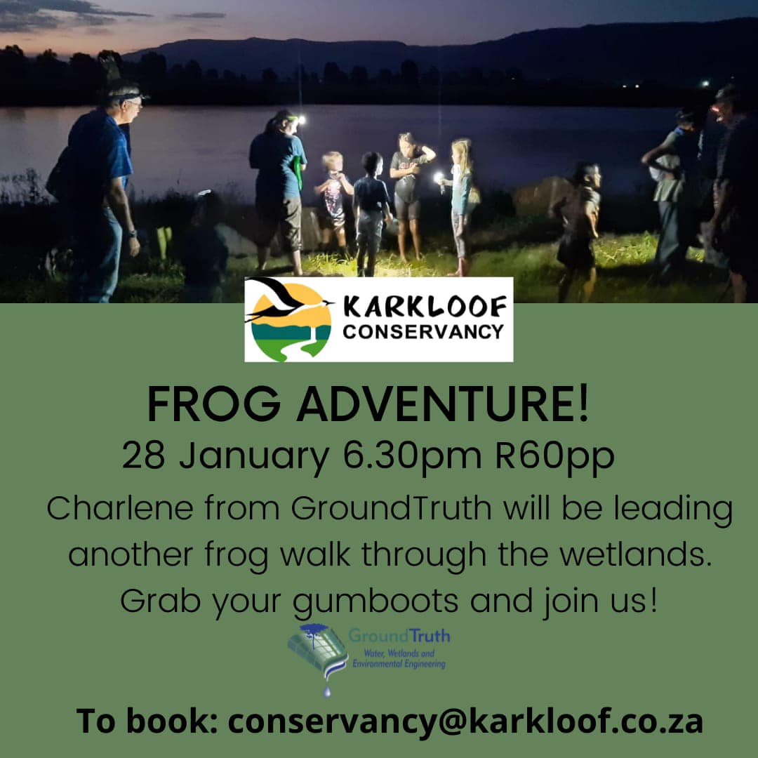 frog adventure
