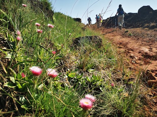 blinkwater howick cover