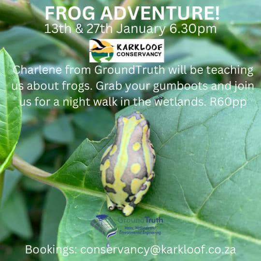 frog adventure 2023