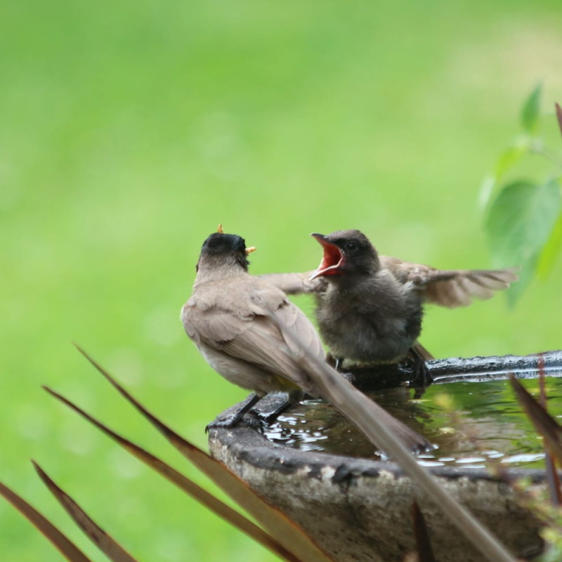 bulbul birds