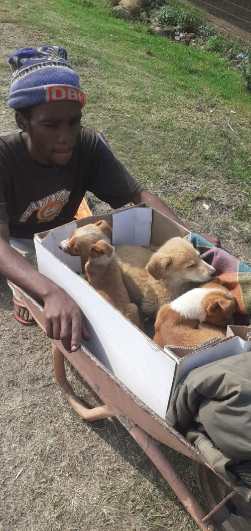 funda nenja puppies