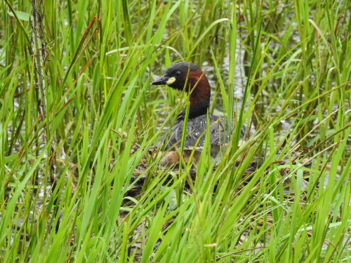 moorhen karkloof conservancy