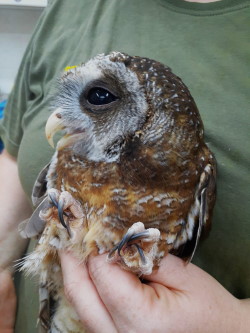 wood owl 1