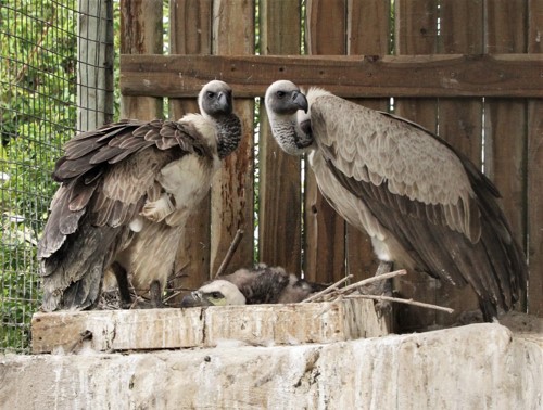 White backed Vultures and chick cover