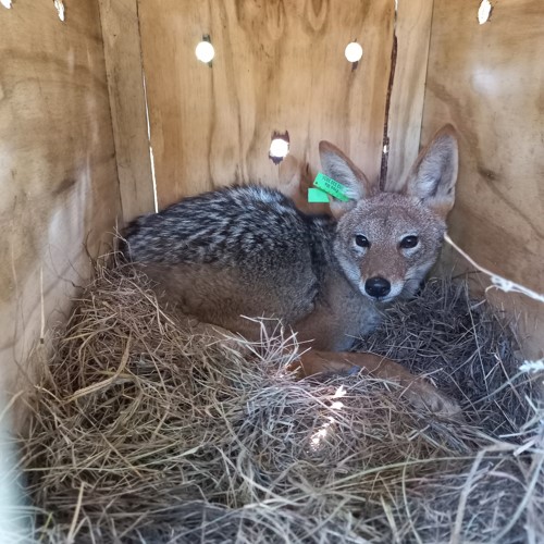free me jackal