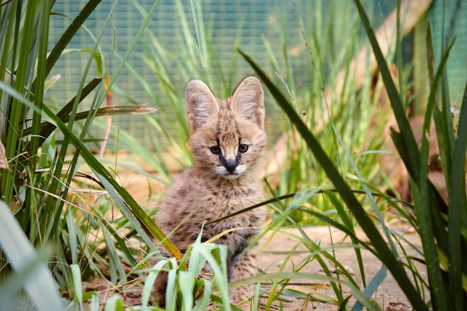 serval 2 and a half months old howick kzn