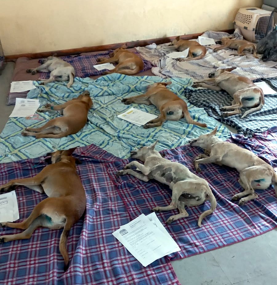 sterilisation clinic