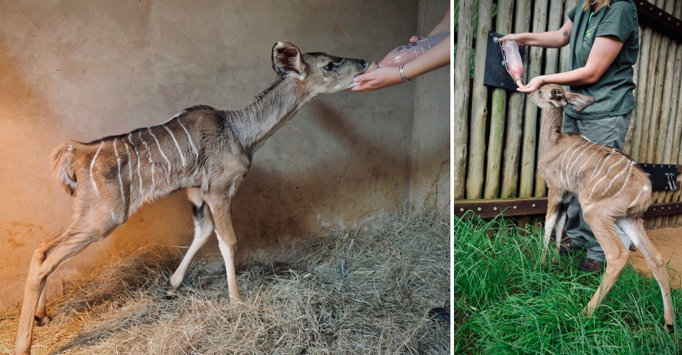 feeding antelope 2