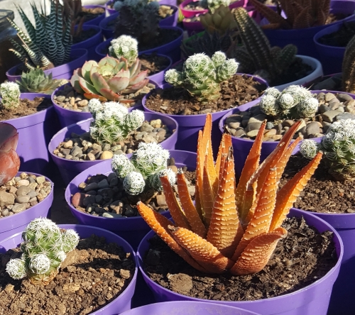 plan n plant nursery