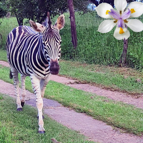 zebra nov news