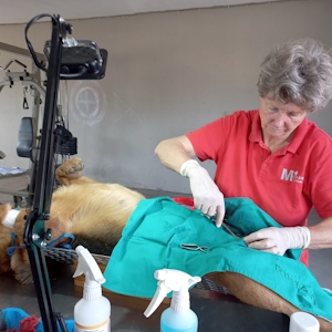 midmar vet clinic steri d2