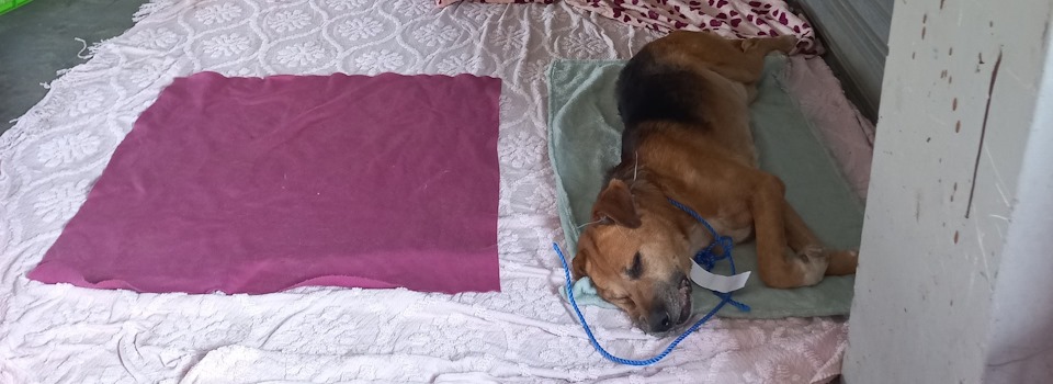 midmar vet steri recovery area