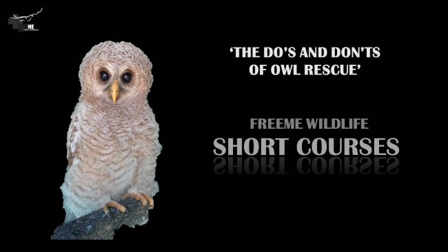 owl
