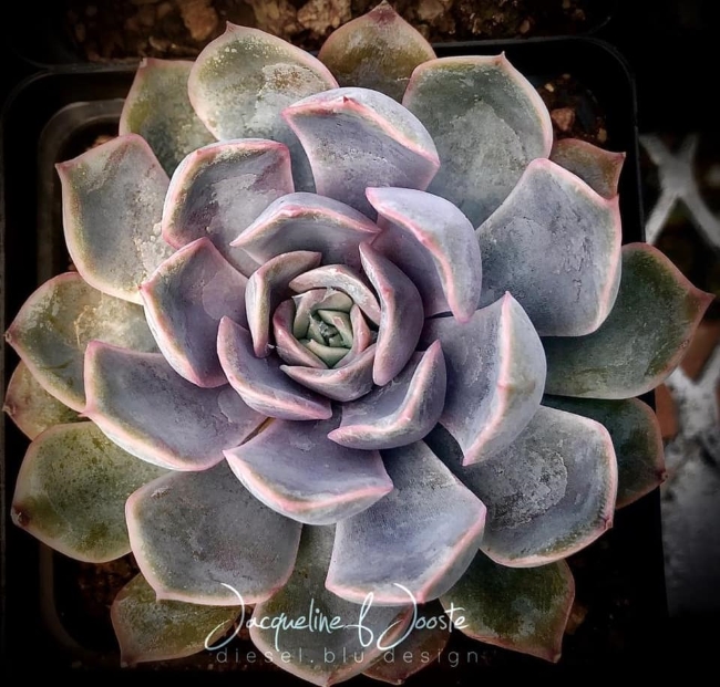 succulent